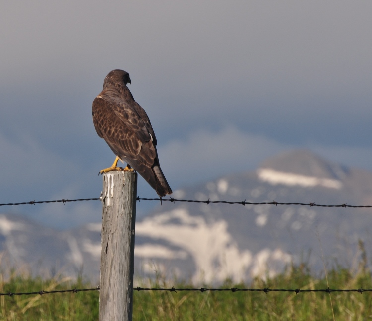 red-tailed hawk on fence post